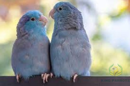Pacific Parrotlet Blue ( Pair )