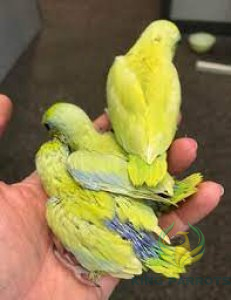Pacific Parrotlet Lutino Red Eyes ( BABY )