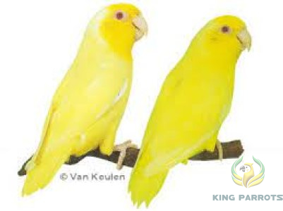 Pacific Parrotlet Lutino Red Eyes ( PAIR )