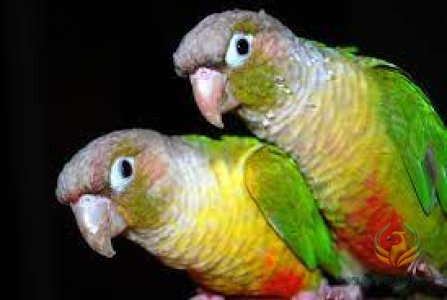 Pineapple Conure ( PAIR )