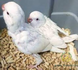 Quaker Albino ( Baby )
