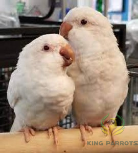 Quaker Albino ( Pair )