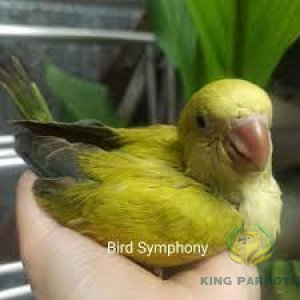 Quaker crossover Green ( Baby )