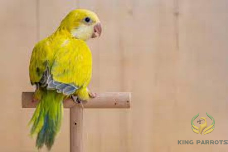 Quaker crossover Green ( Pair )