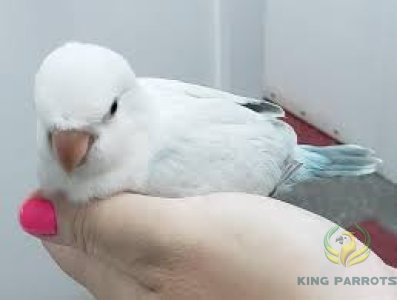 Quaker crossover snow white ( Baby )