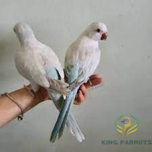 Quaker crossover snow white ( Pair )