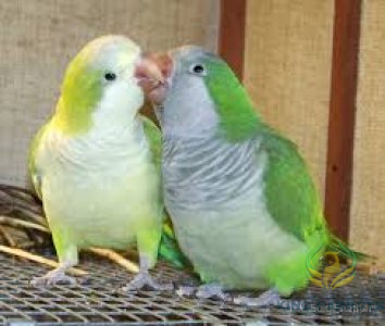 Quaker Green ( Pair )