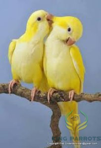 quaker lutino( Pair )