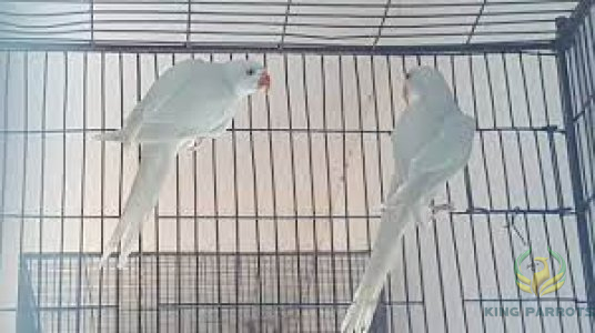 Ringneck Albino-Mato (Pair)