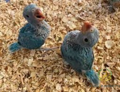 Ringneck blue ndian-mato( Baby)
