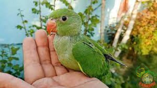 Ringneck Green-Mato (Baby)