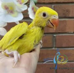 Ringneck Lutino-Mato (Baby)