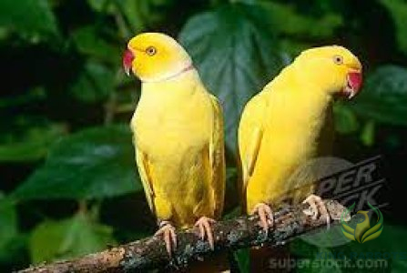 Ringneck Lutino-Mato (Pair)