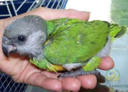 Senegal parrot (Baby)