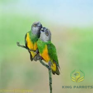 Senegal parrot (Pair)