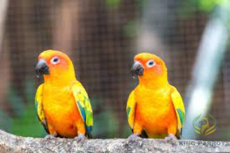 Sun conure ( PAIR)