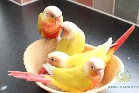 Suncheek Conure ( BABY )