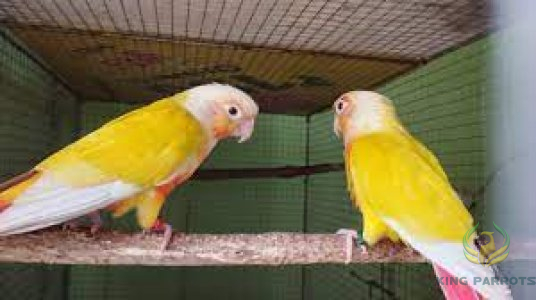 Suncheek Conure ( pair )