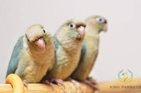 Turquoise CINNAMON conurs (PAIR )