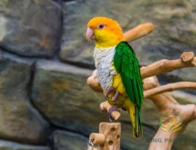 White-Bellied Caique ( BABY )