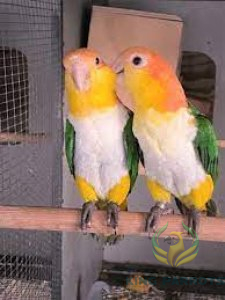 White-Bellied Caique ( PAIR )